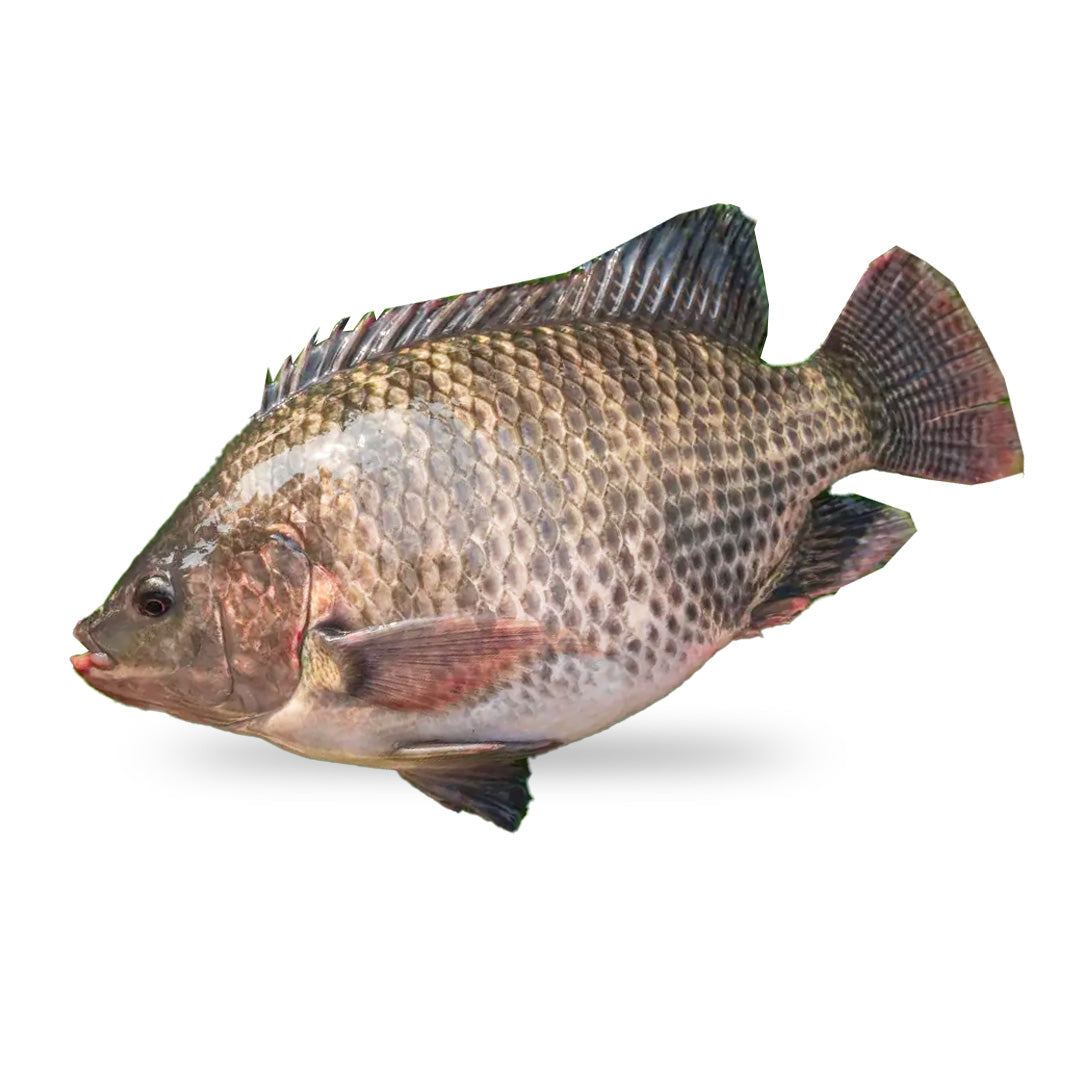 Tilapia 800GR+