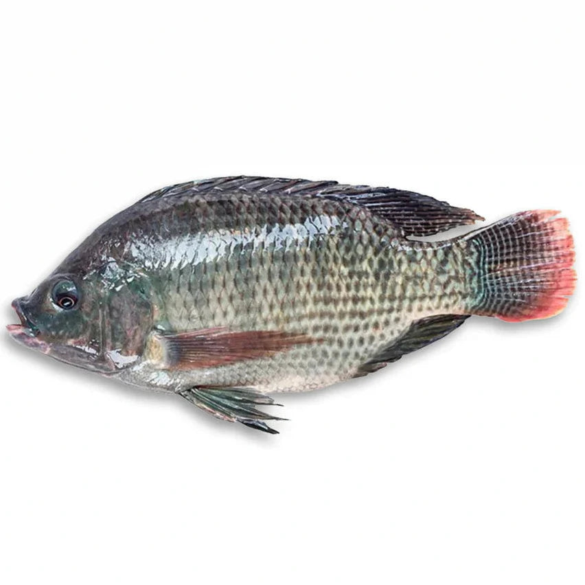 Tilapia 500+